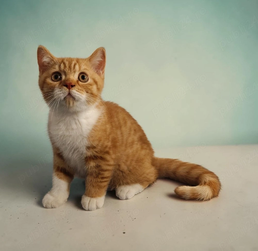 British shorthair motănel 