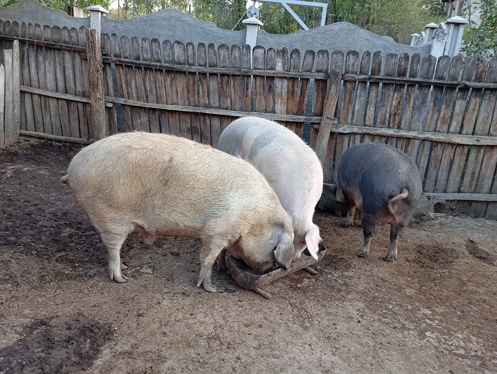 Porci de Țară 