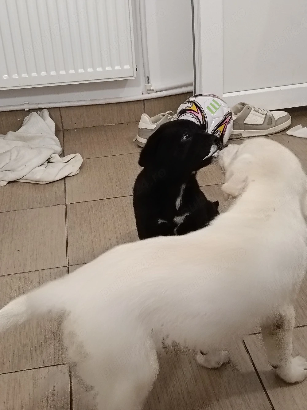 cane corso si Labrador de vânzare 