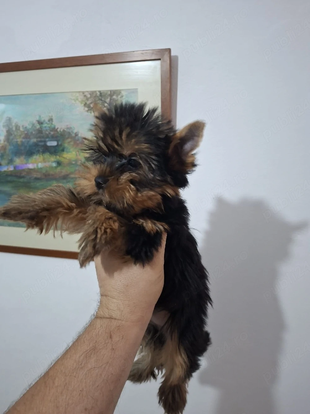 Yorkshire terrier
