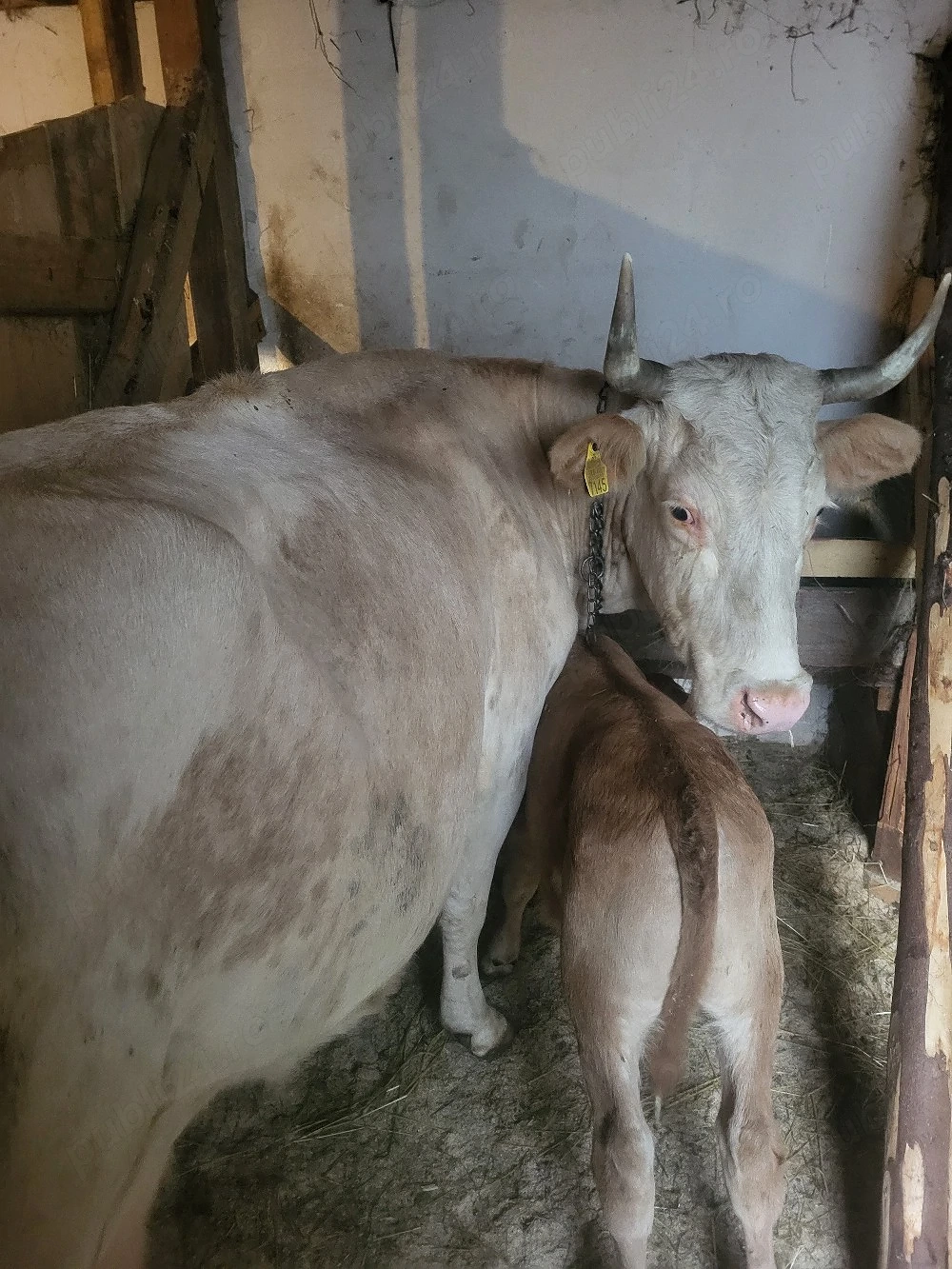 vand vaca de tinut cu tot cu tauras 9500 lei negociabil pentru detalii dati mesaj!!