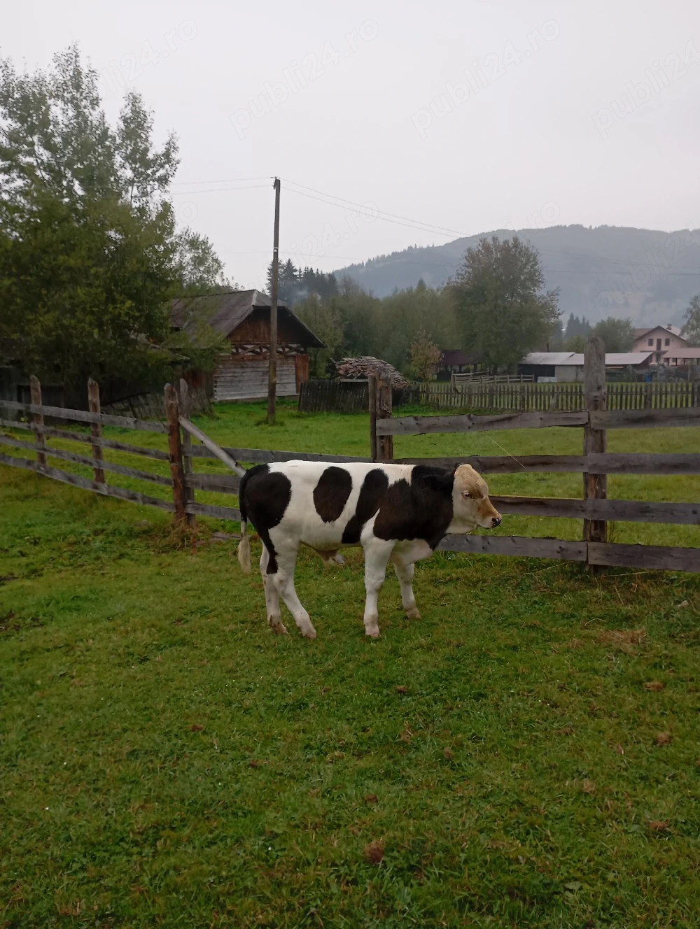 De vanzare, vaca si vitel de 3 luni