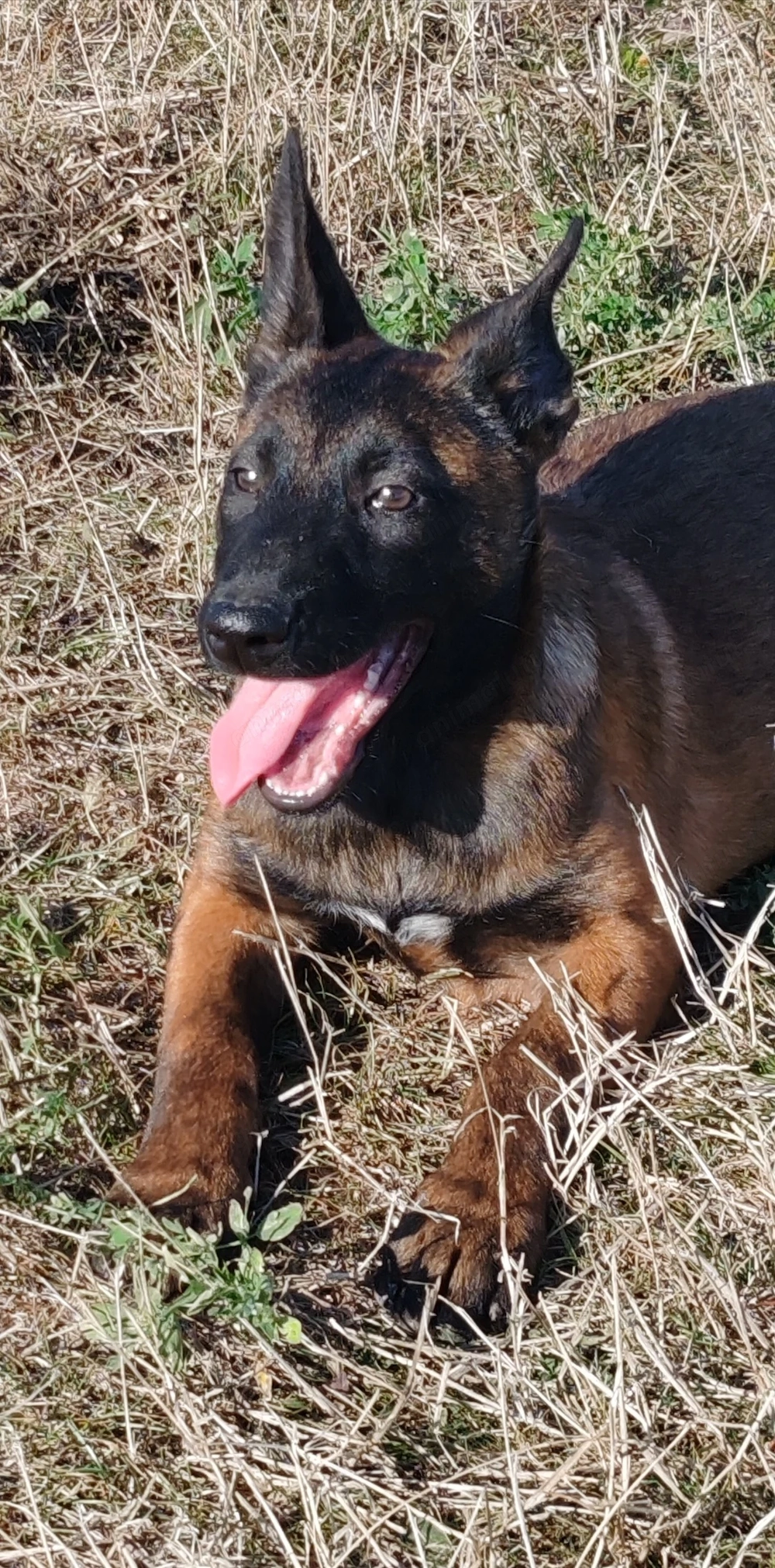 Femela Ciobanesc Belgian Malinois
