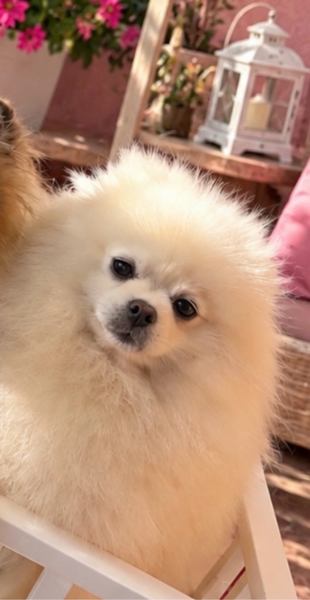 pomeranian cu pedigree , exemplar  superb 