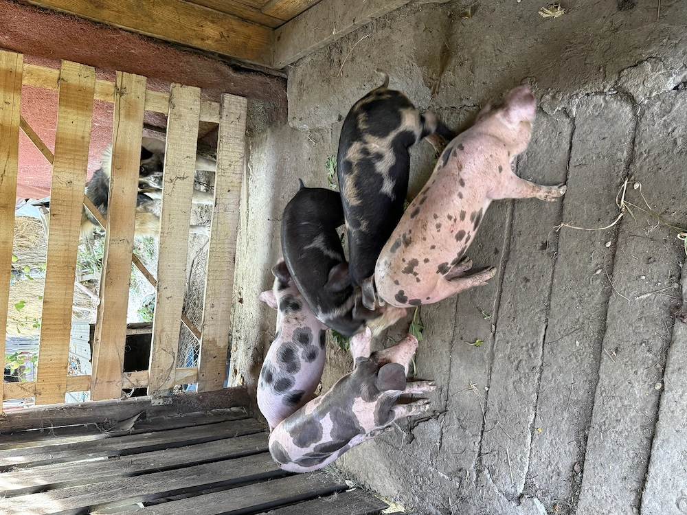 Purcei METIS Petrean Belgian+Duroc