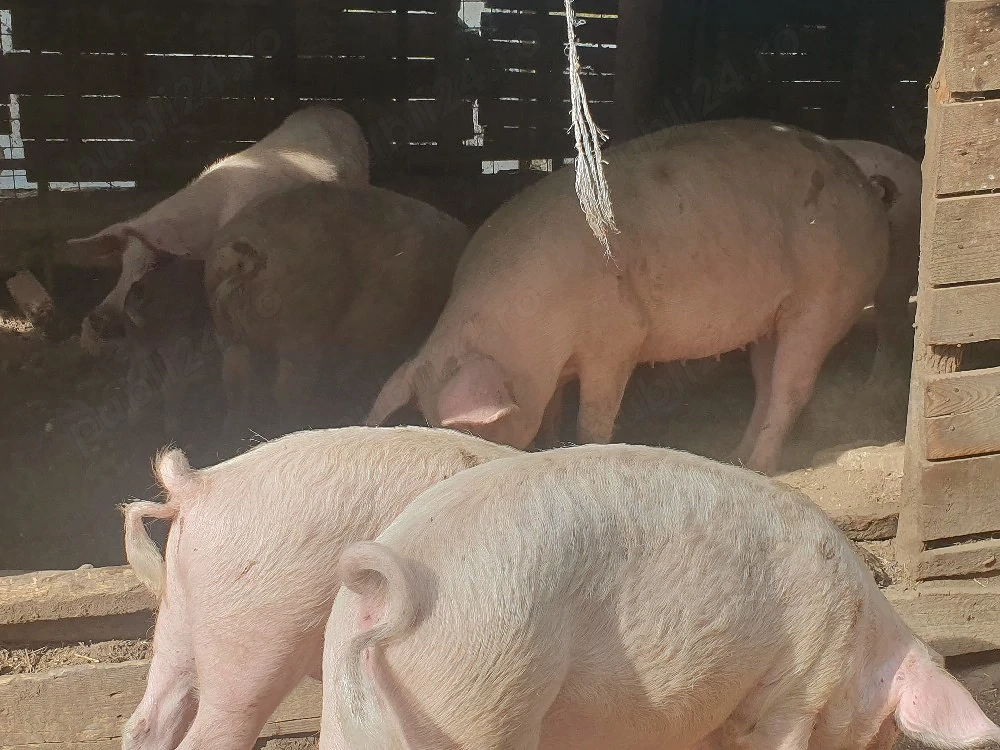 porci de vânzare 
