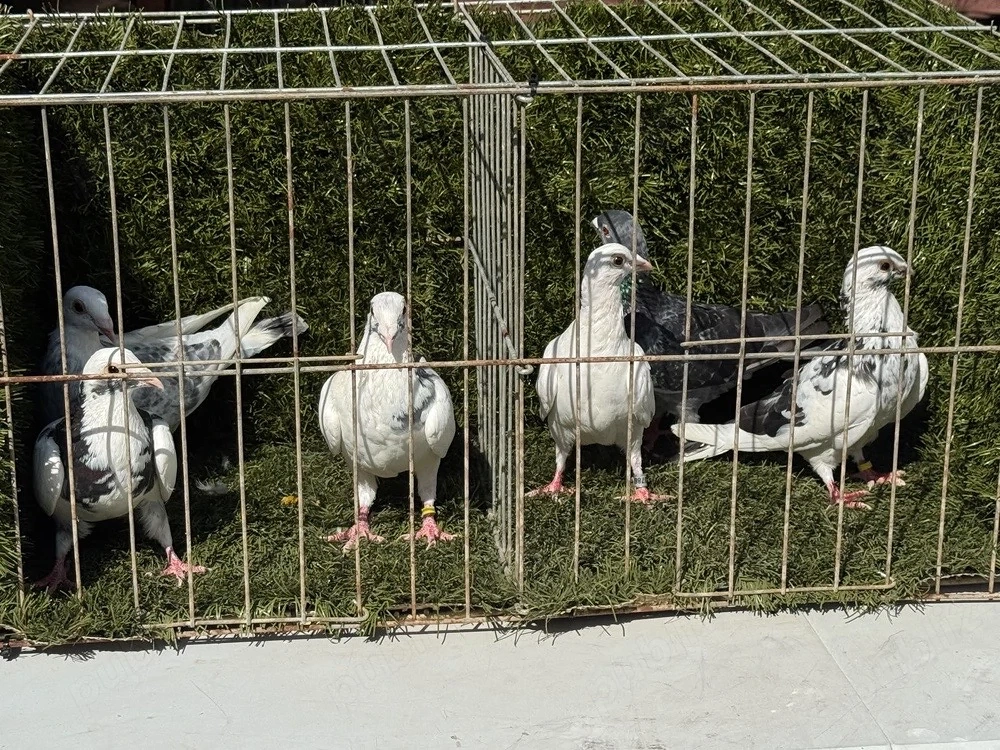 Porumbei voiajori 
