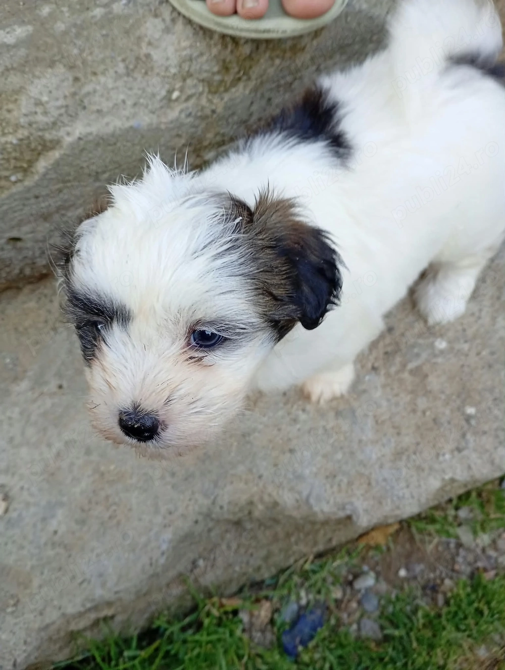 Bichon maltez