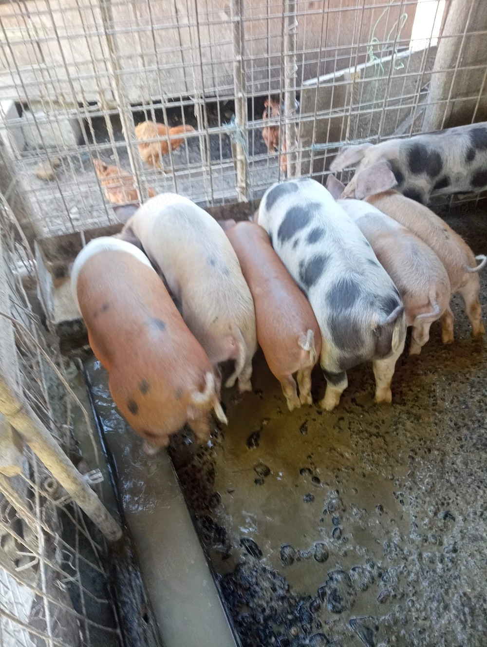 Porci de vânzare 