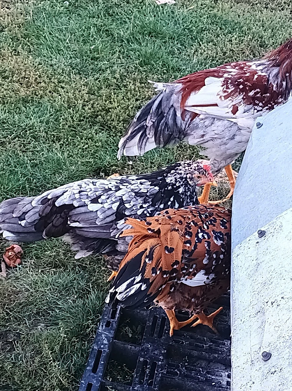 gaini italiene portelan