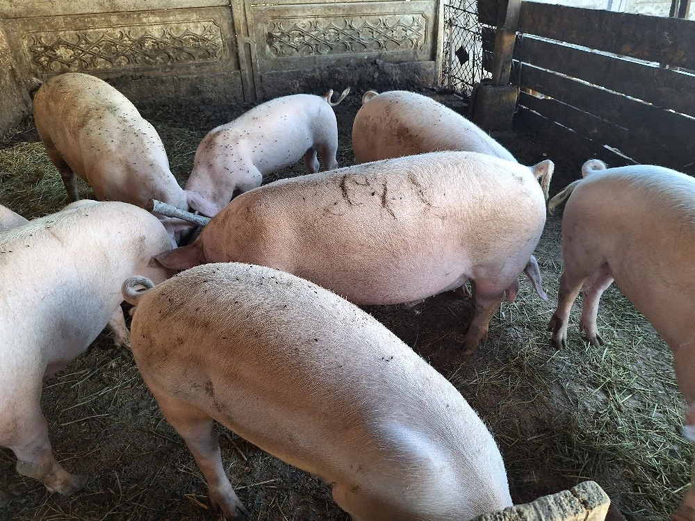 Porci de vânzare. 