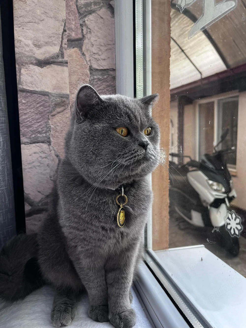 British shorthair blue 