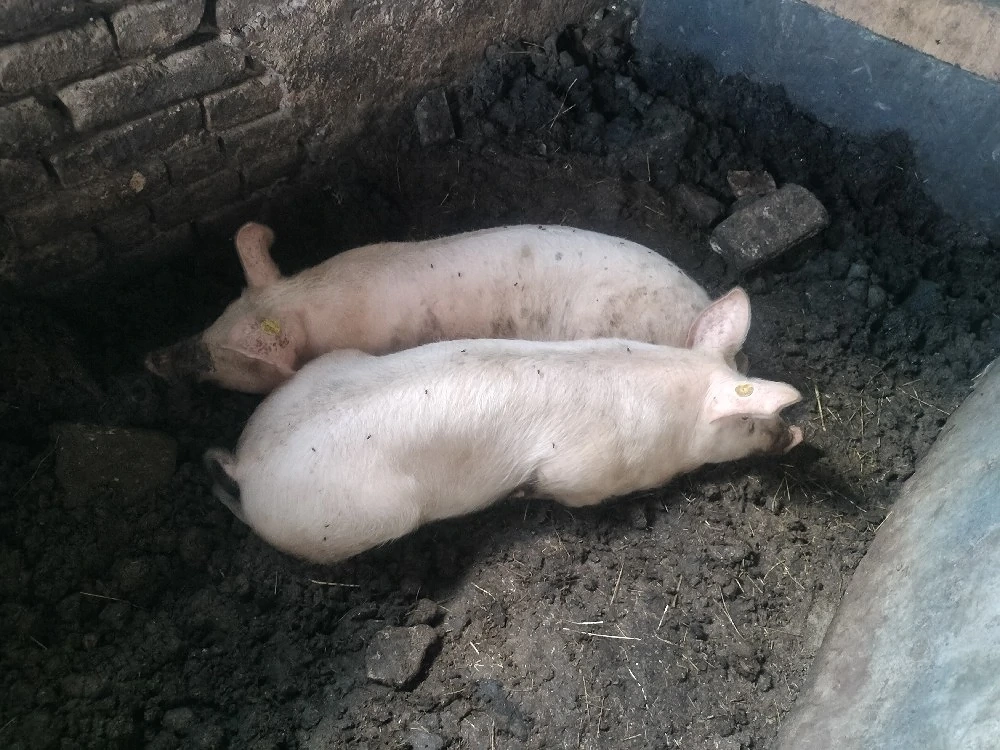 Vând două purcele 