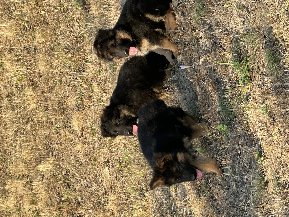 Puișori de Ciobănesc German