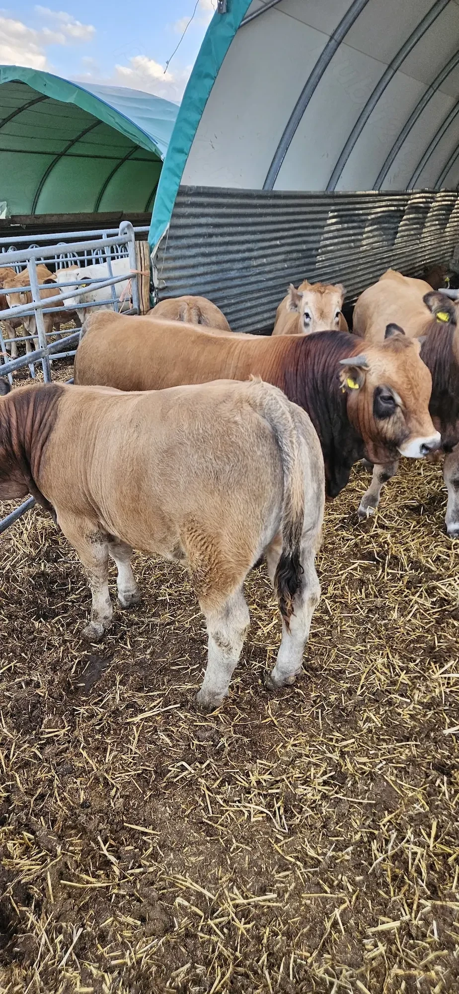 Vând tauri Aubrac 