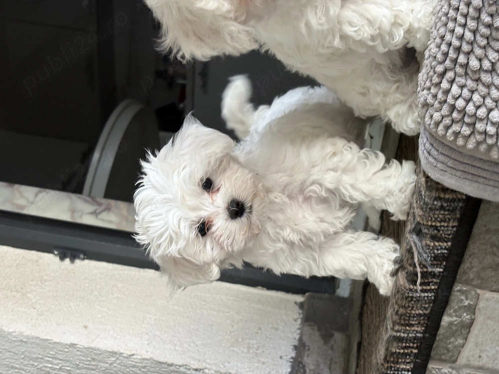 Fetița Bichon maltez 