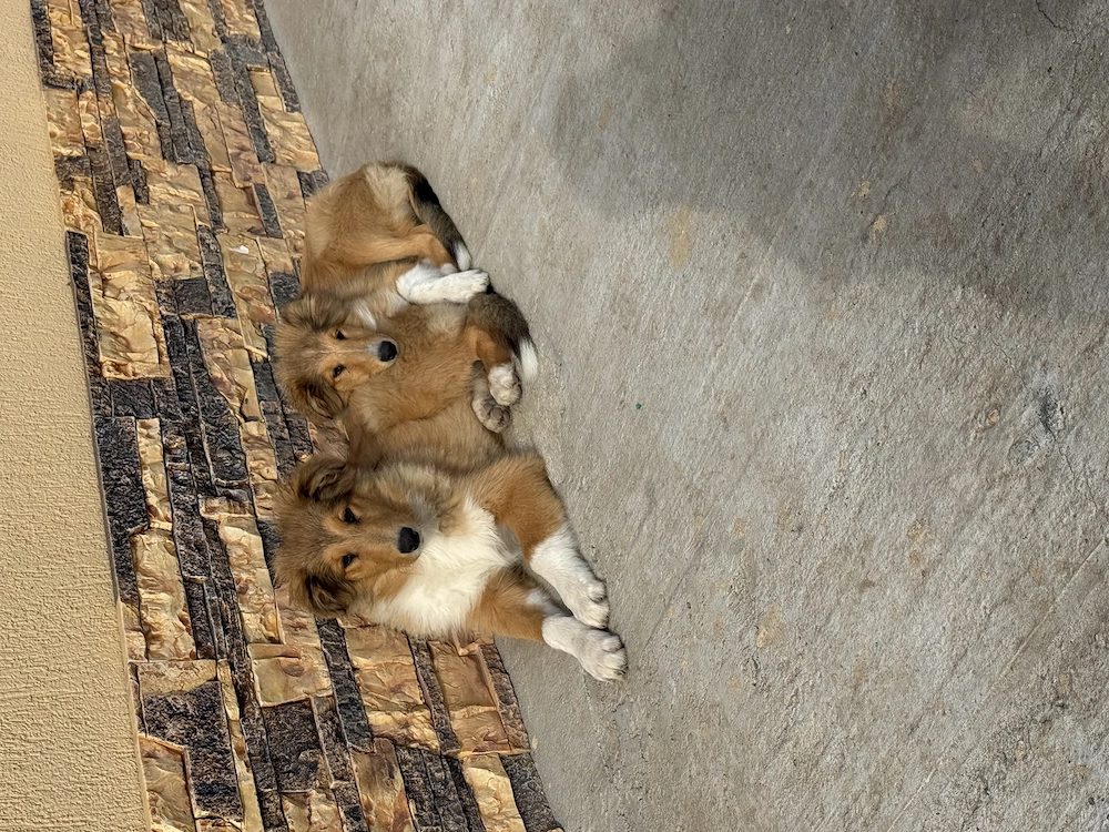 Collie Rough 