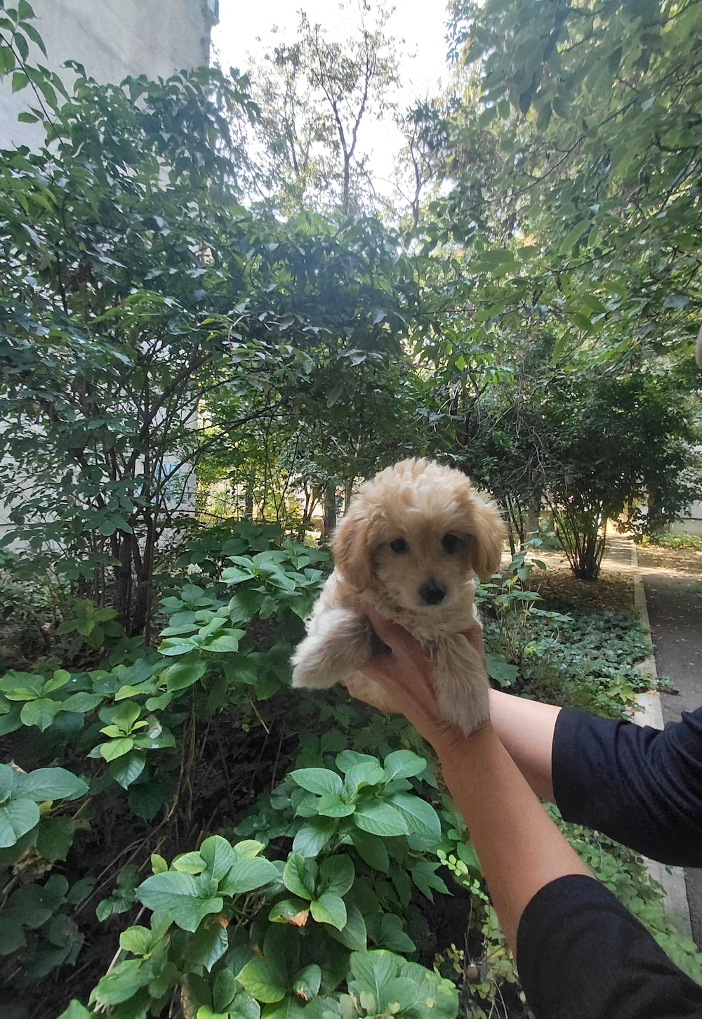 Maltipoo fetita, vaccinata