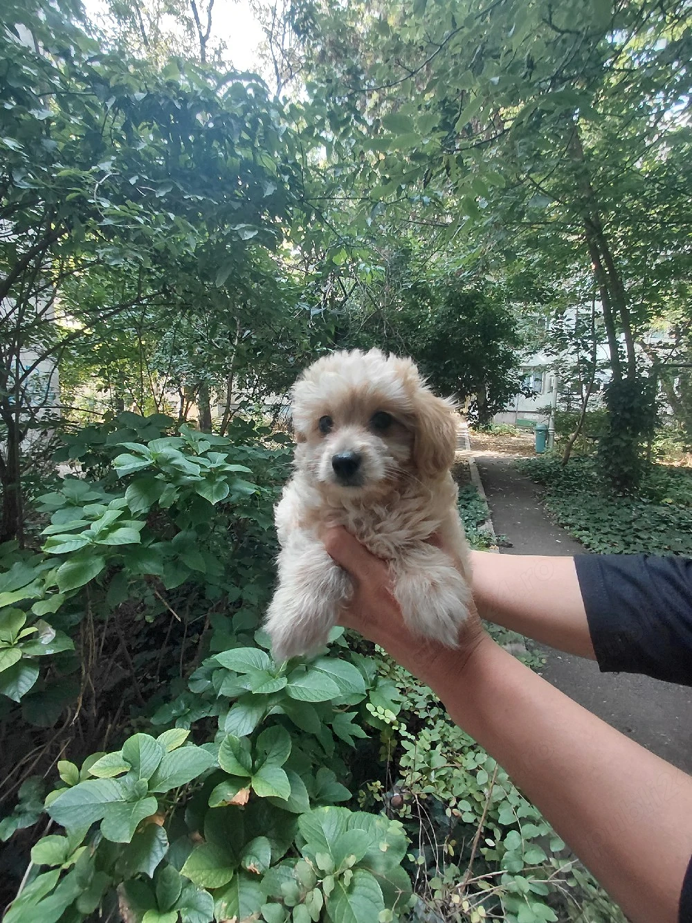 maltipoo fetita, vaccinata