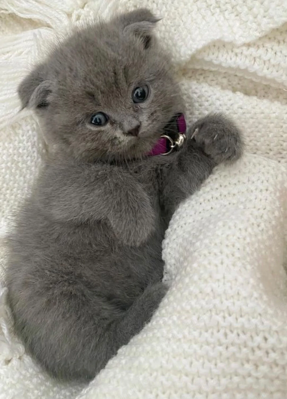 Puiuti scottish fold 