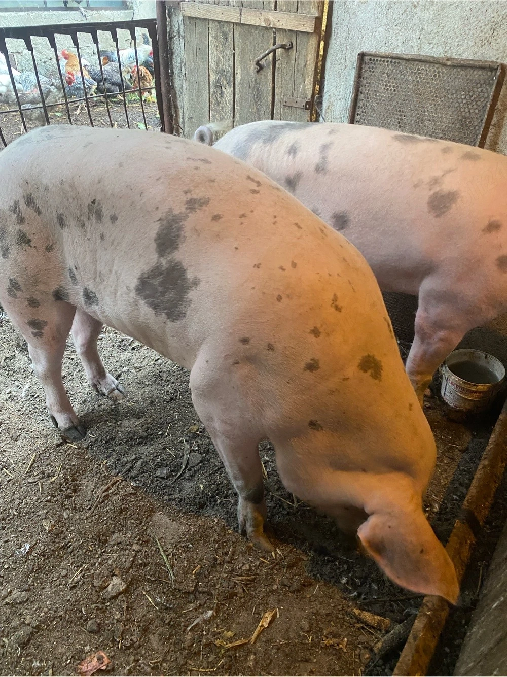 vand porci grași 
