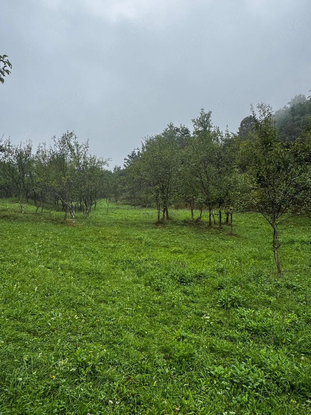 Teren calvini, buzau