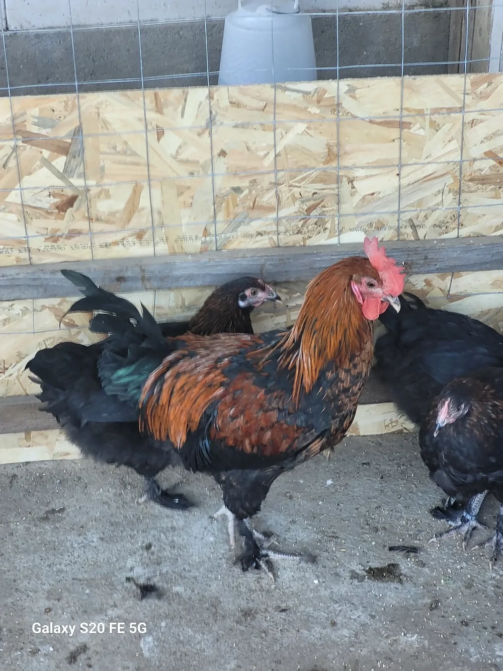 Disponibil cocos marans 