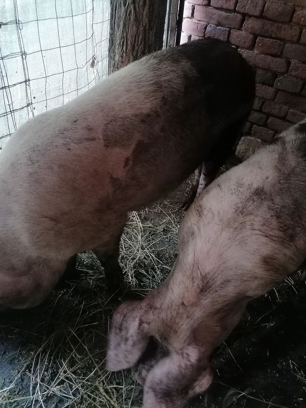 De vânzare patru porci 