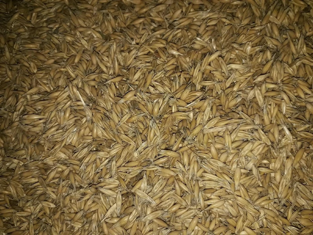 Vând ovăz,porumb,grâu.
