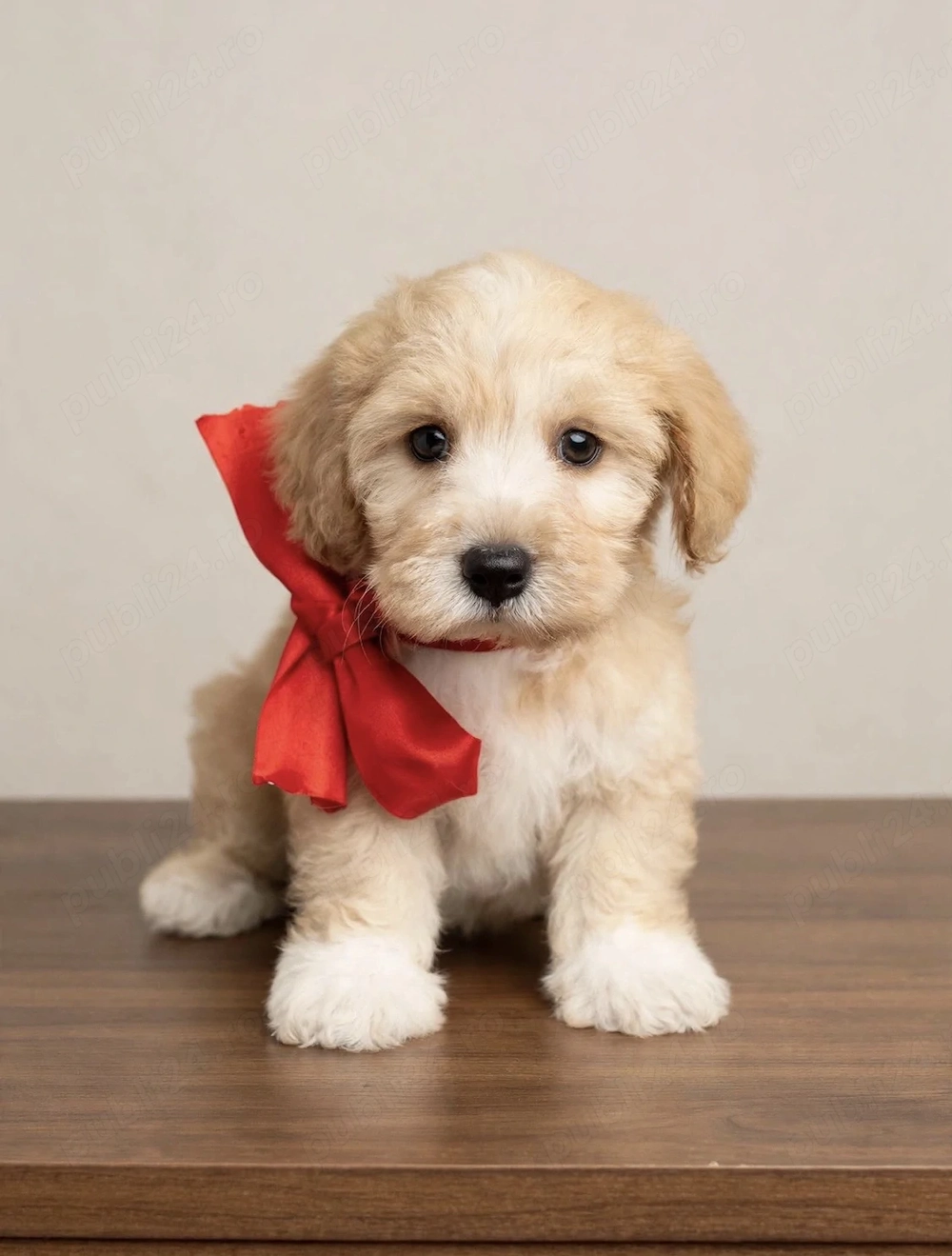 Fetita Maltipoo toy-apricot