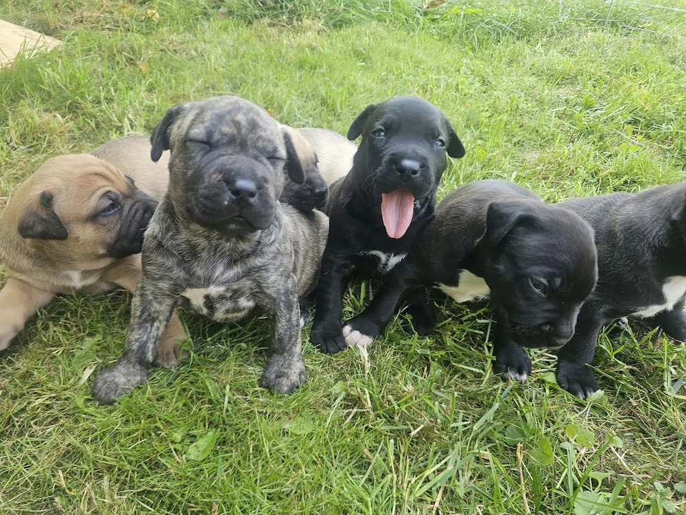 Pui superbi amstaff 