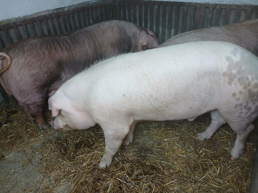 vand vier duroc 