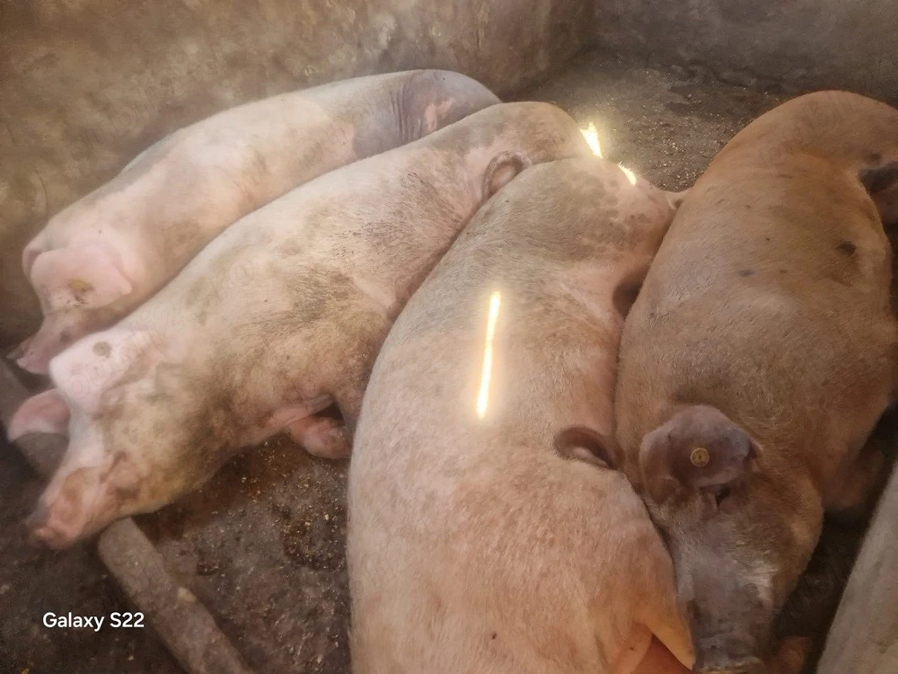 Vand porci duroc cu pietran intre 150-180 de kg pret 10 lei kg 