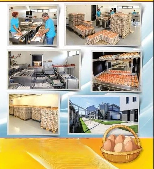 Vand Oua Bio, productie de la Gaini Isa Brown