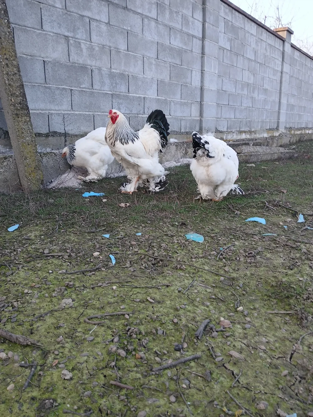 Vind o pereche găini rasă brahma HD.