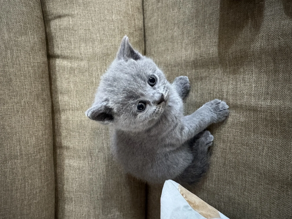 British Shorthair 