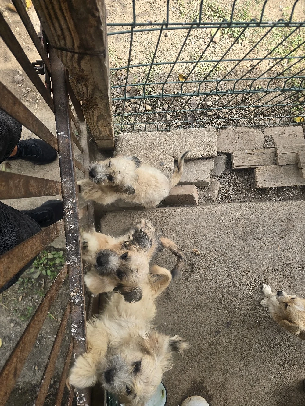 Cățelușe pufoase 