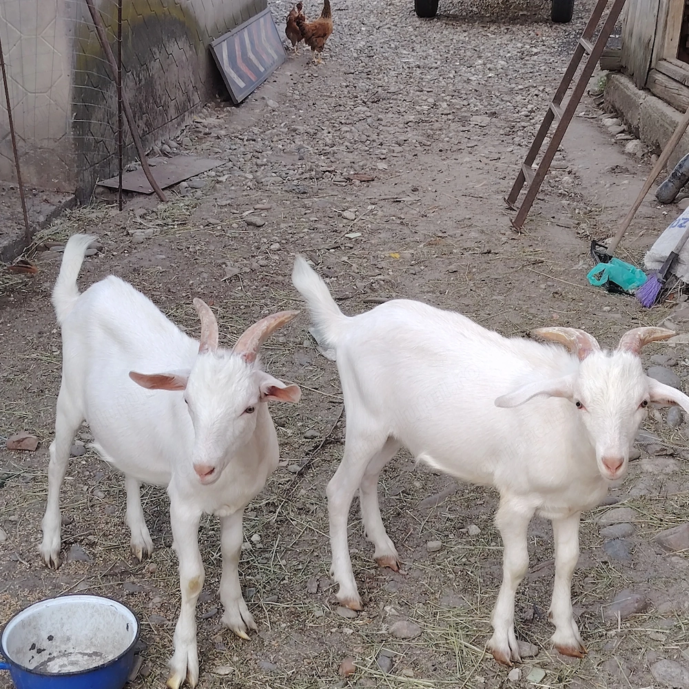 Iezi țapișori Saanen - 6 luni