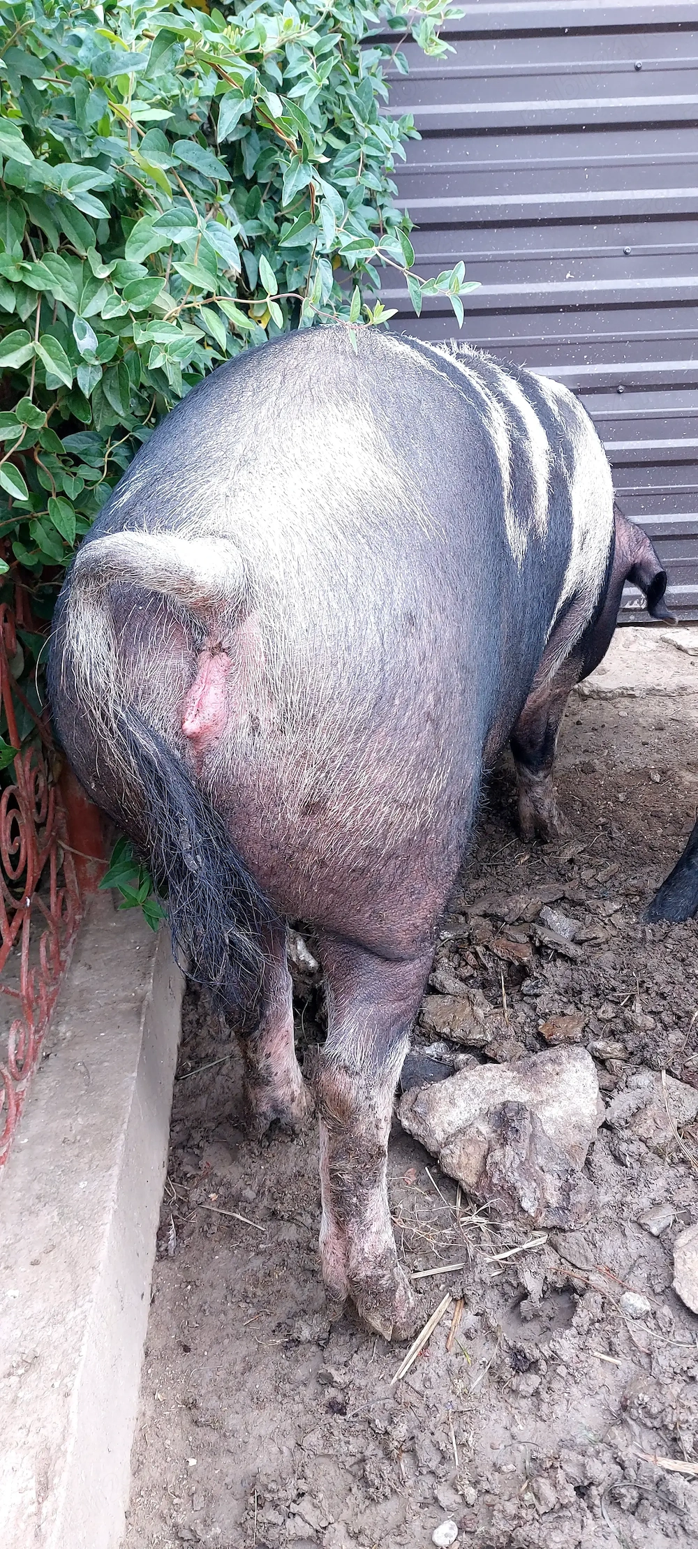 Vând porc ( scroafă) la 200 kg.....12 lei