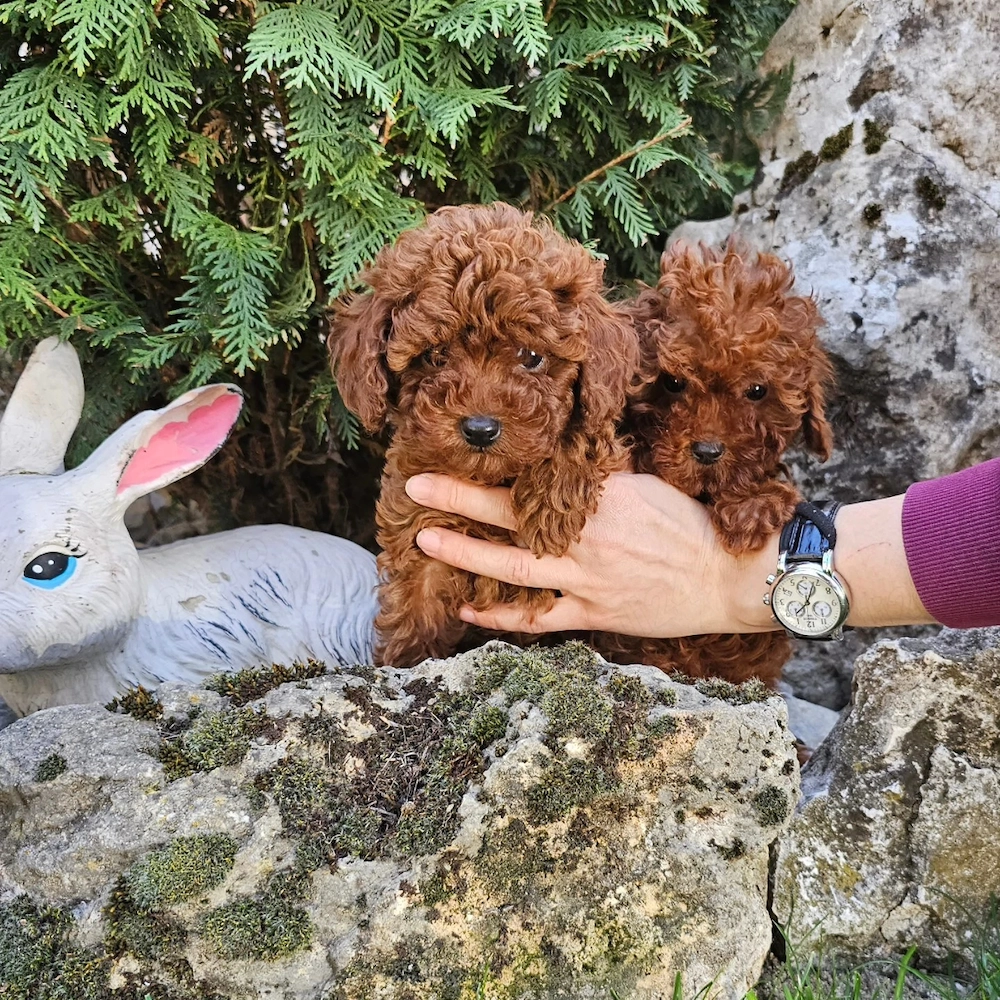 Caniche Poodle Red Autentic din părinți Expo! Canisa