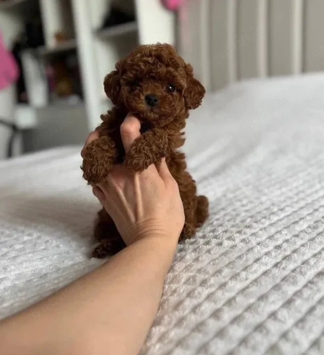 Poodle Toy Red mascul și femelă