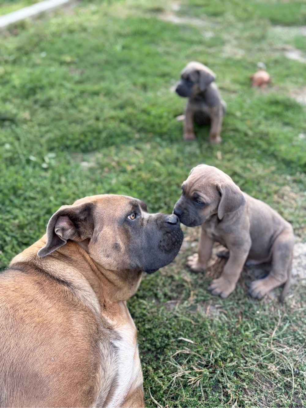 Pui Cane Corso