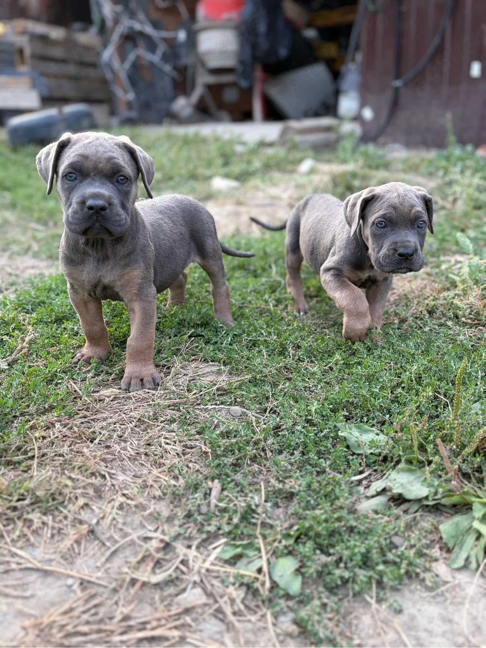 Pui Cane Corso