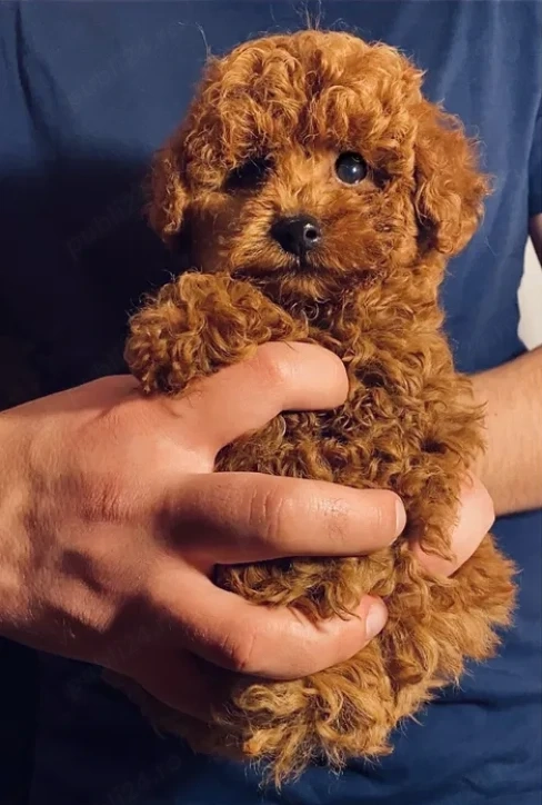 Poodle Toy Red, 2 luni, vaccin, deparazitare, Microcip, Recs
