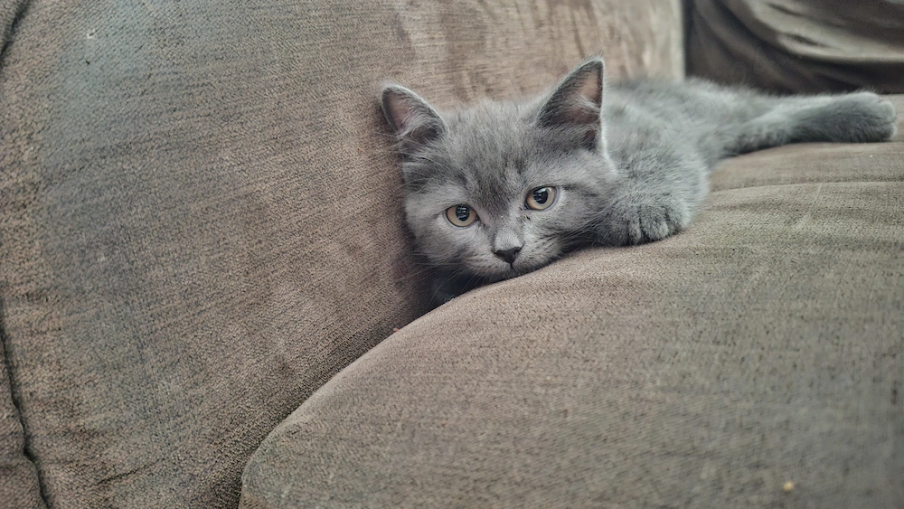 Vand pisici british shorthair