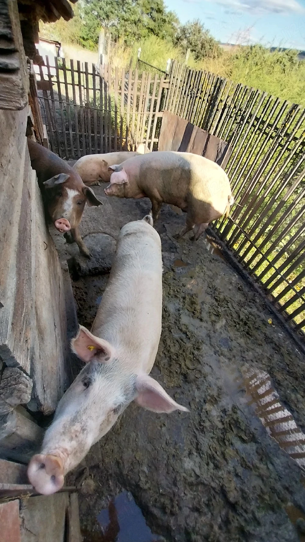 Vând trei porci între 160-200 kg