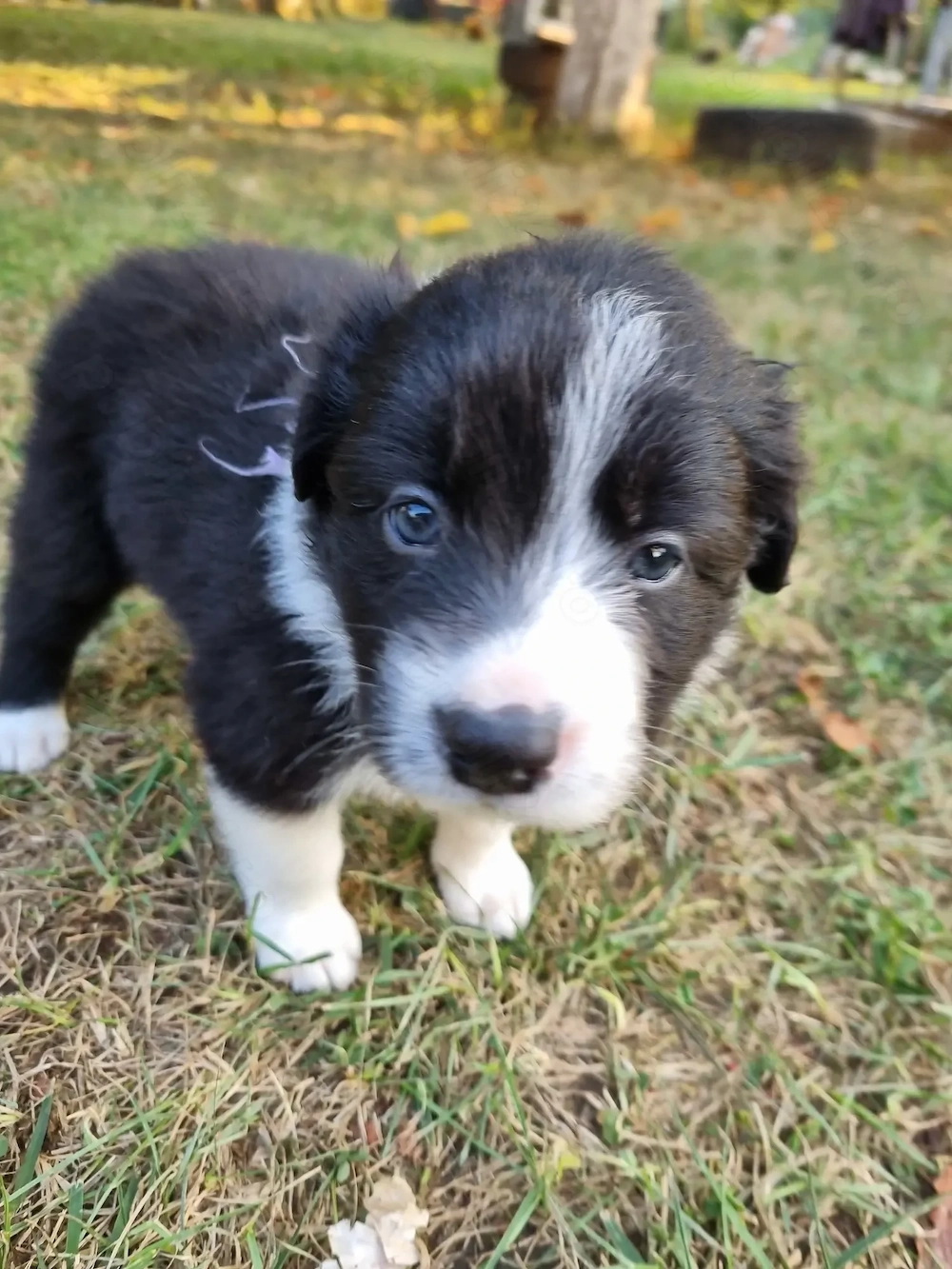 Pui Border Collie cauta stapan - Berceni, Ilfov