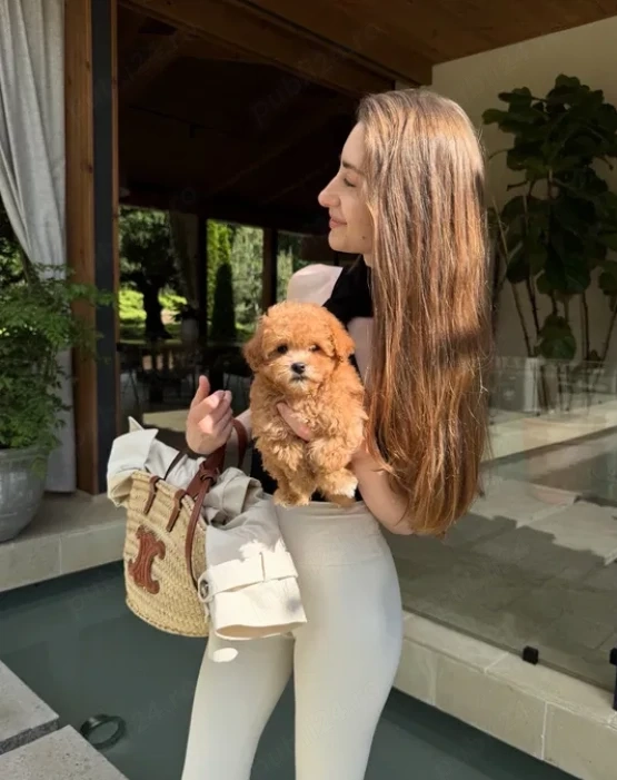 Maltipoo Toy, nu lasă păr, hipoalergenic