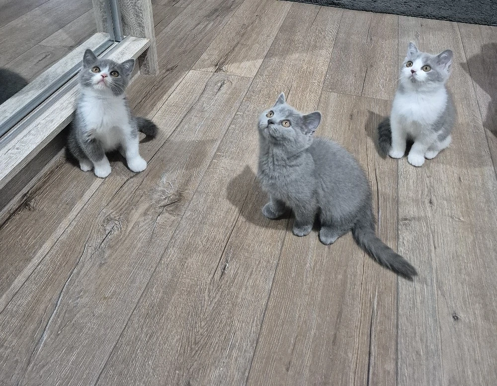 British shorthair 