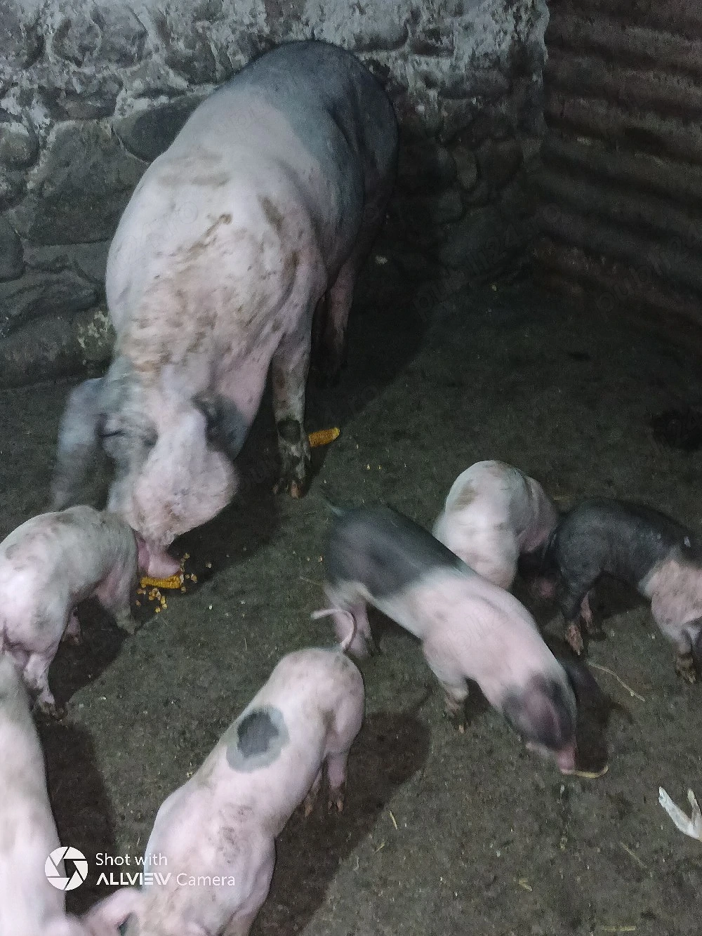 scroafa de vânzare fătată 